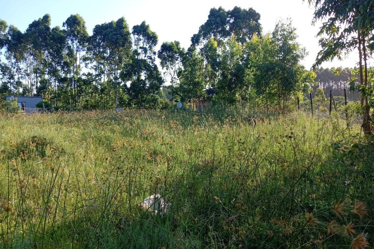 A view of a vacant residential plot featuring overgrown grass and mature trees along the perimeter.
