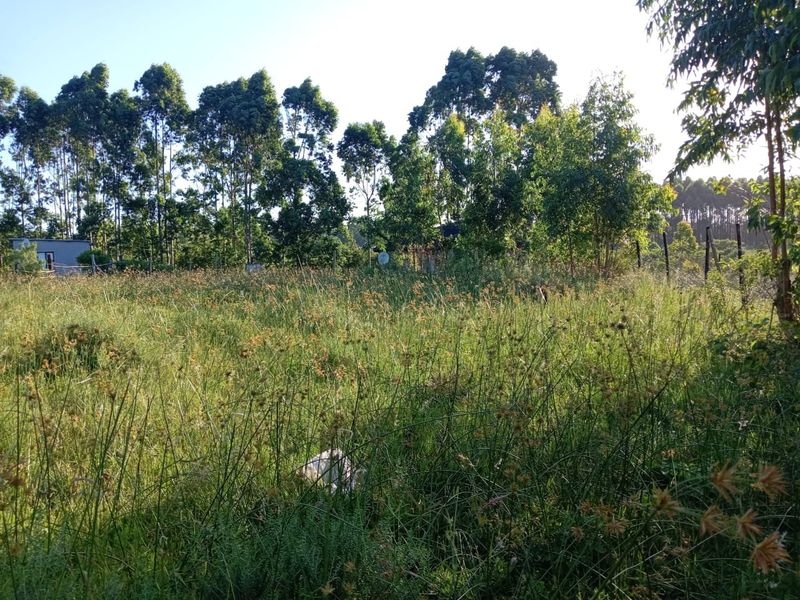 A view of a vacant residential plot featuring overgrown grass and mature trees along the perimeter.