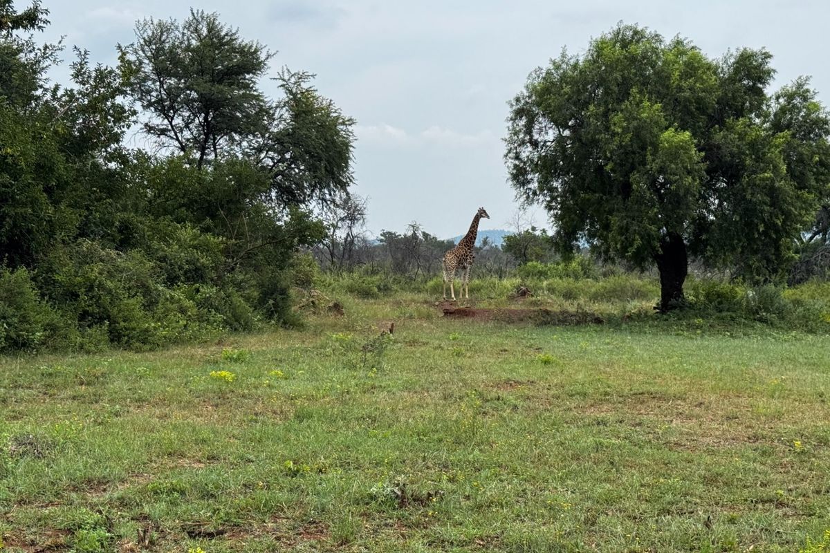 728 Hectares inner game farm Northam-Thabazimbi  - Photo 3