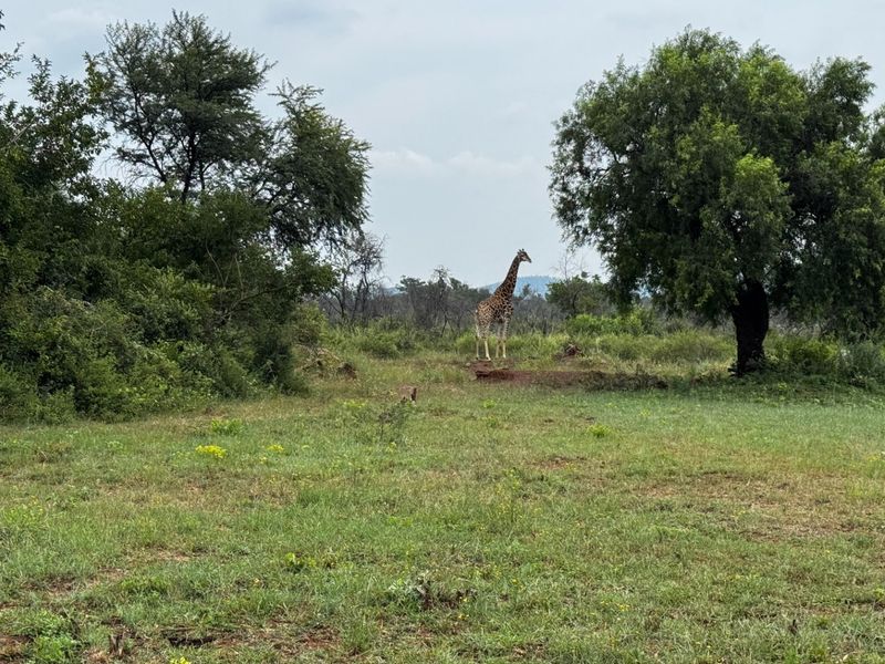 728 Hectares inner game farm Northam-Thabazimbi  - Photo 3