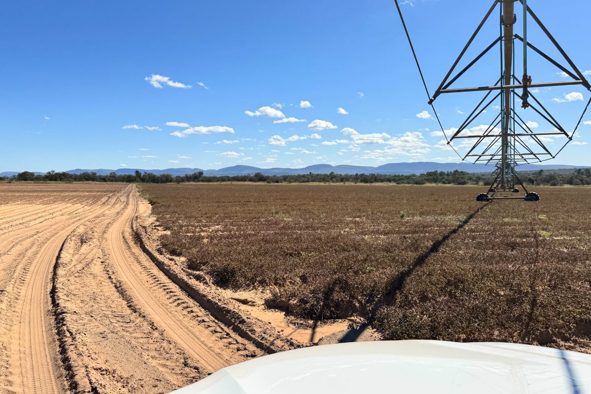 Irrigation farm with 2x 40 Hectares Pivots - Photo 3