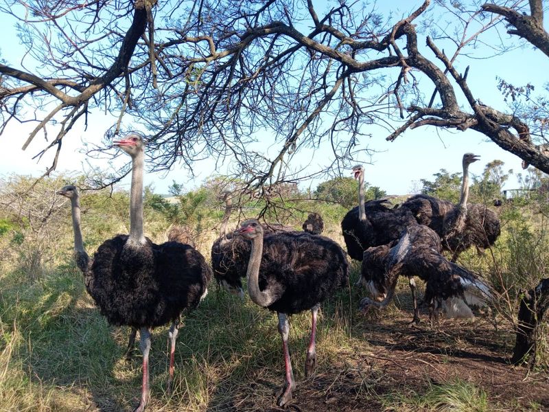 0 Bed Farm in Empangeni Central for Sale - Photo 3