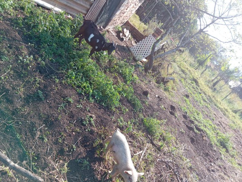 0 Bed Farm in Empangeni Central for Sale - Photo 2