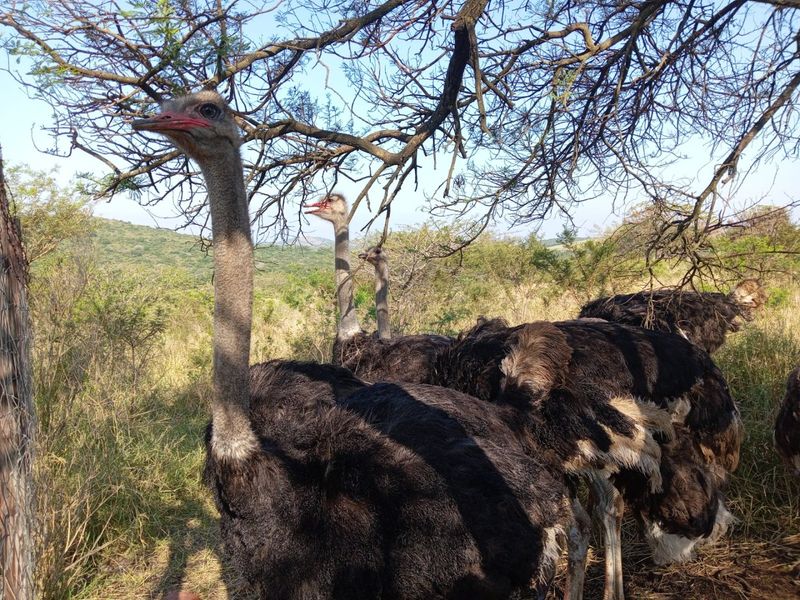 0 Bed Farm in Empangeni Central for Sale - Photo 6