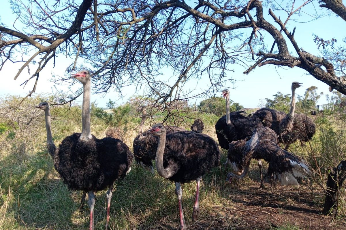 A group of ostriches standing in a natural, grassy farm landscape under the shade of trees.