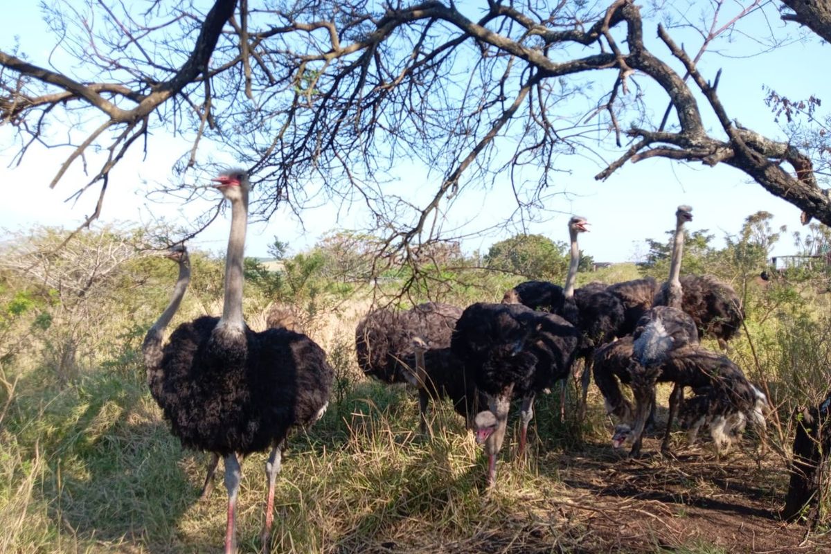 A view of a group of ostriches in a natural farm setting with mature trees and open grazing land.
