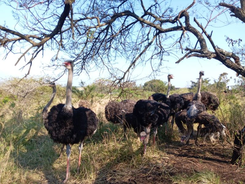 0 Bed Farm in Empangeni Central for Sale - Photo 1