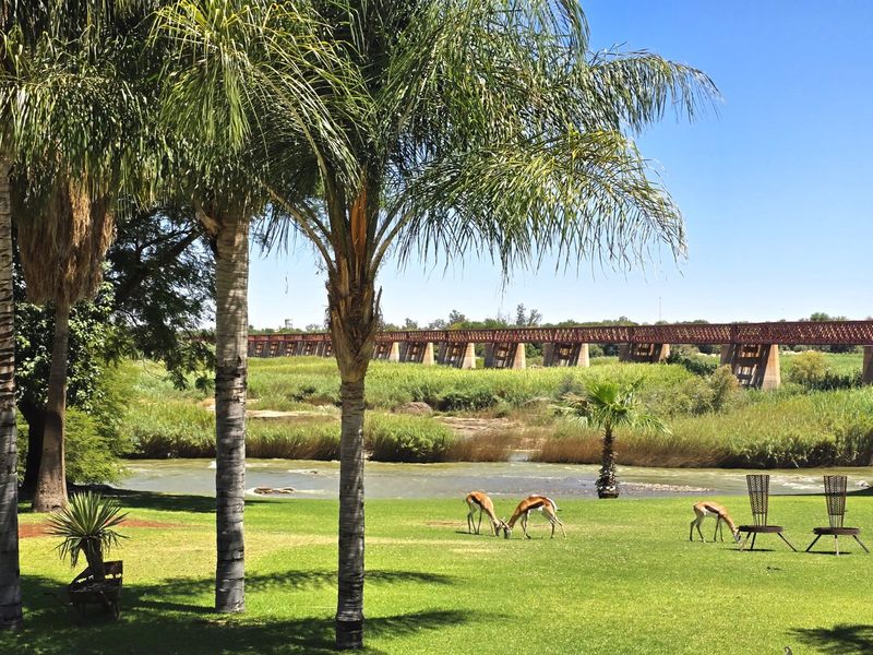 Scenic outdoor view featuring a well-maintained garden, mature palm trees, and a river with a bridge in the background.