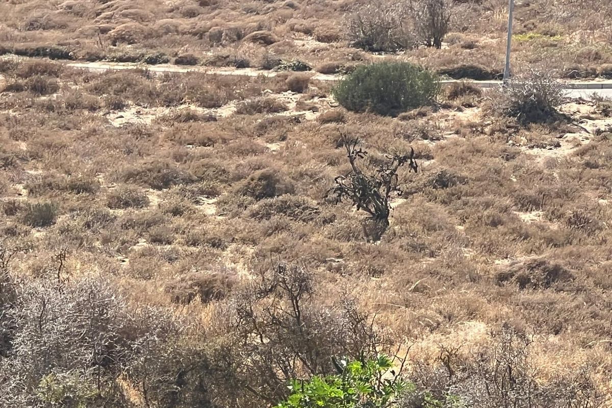 An elevated view of a vacant residential plot featuring dry, natural vegetation and scrubland.