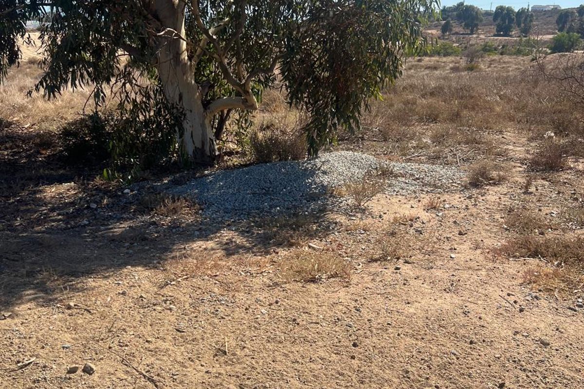 A view of a vacant residential plot featuring natural dry vegetation and a large mature eucalyptus tree.