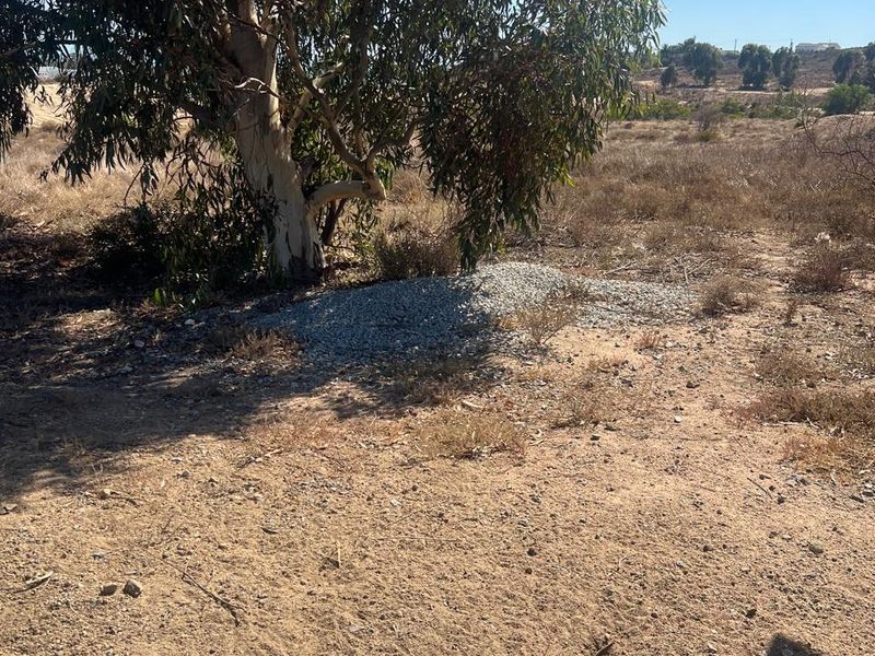 A view of a vacant residential plot featuring natural dry vegetation and a large mature eucalyptus tree.