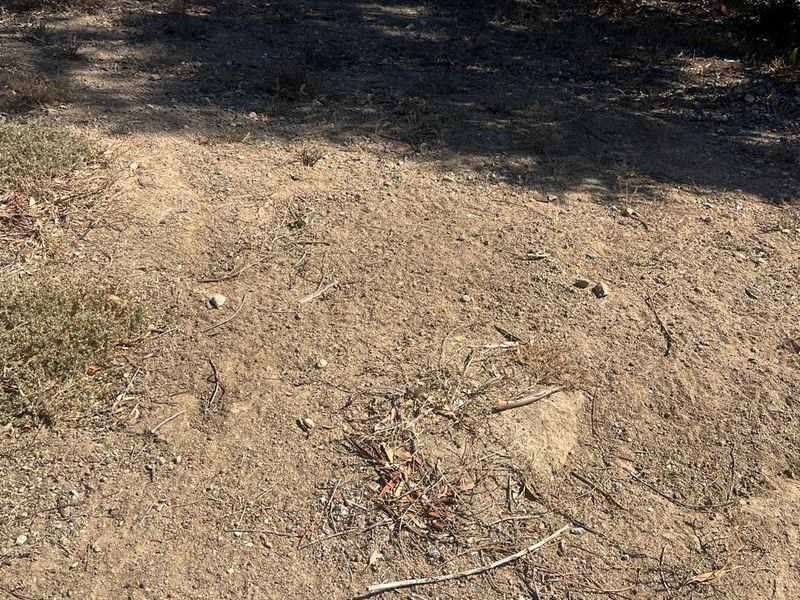 A view of the vacant residential land featuring natural soil and native vegetation.