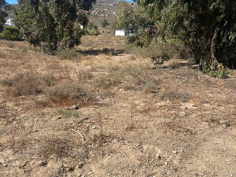 A view of the vacant residential land featuring natural terrain and mature eucalyptus trees under a clear sky.