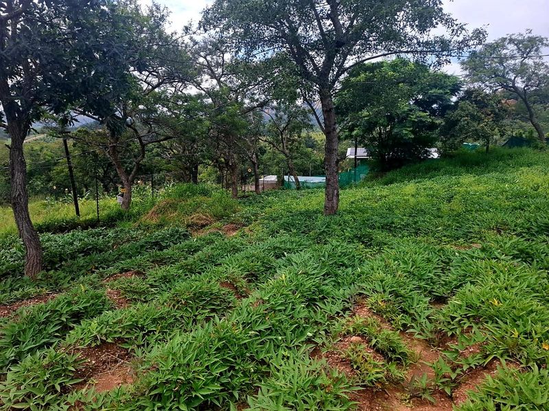A view of a cultivated farm garden area featuring mature trees and established crop rows on a sloped landscape.