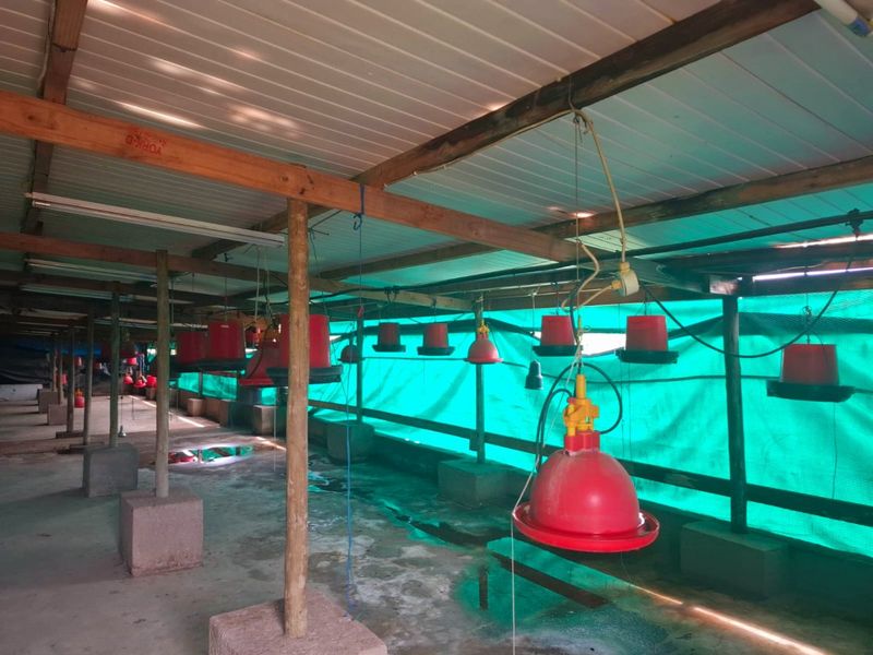 A functional poultry farming utility space featuring a suspended feeding system, timber structural supports, and green shade cloth walling.