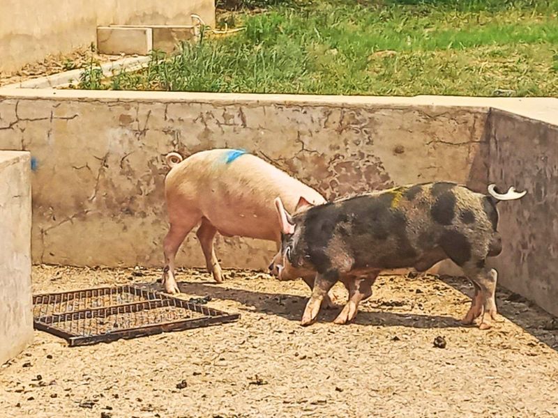 8.5ha Farm with Large-Scale Piggery - Photo 8