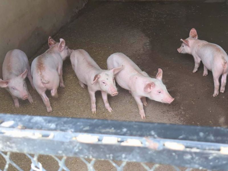 8.5ha Farm with Large-Scale Piggery - Photo 9