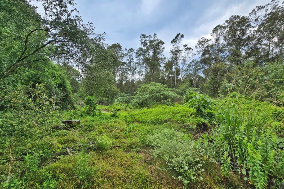 Tranquil Vacant Land Offering Space and Privacy in Wilderness Heights - Photo 5