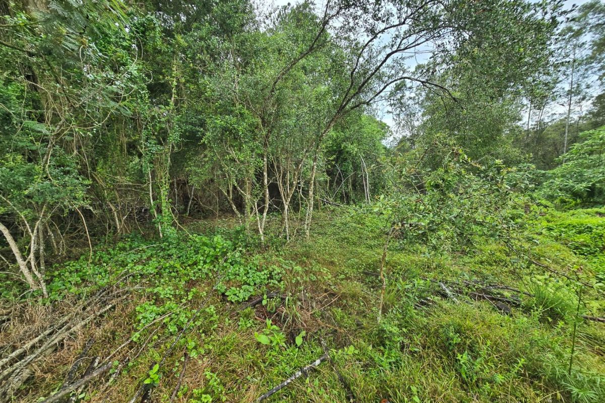 Tranquil Vacant Land Offering Space and Privacy in Wilderness Heights - Photo 4