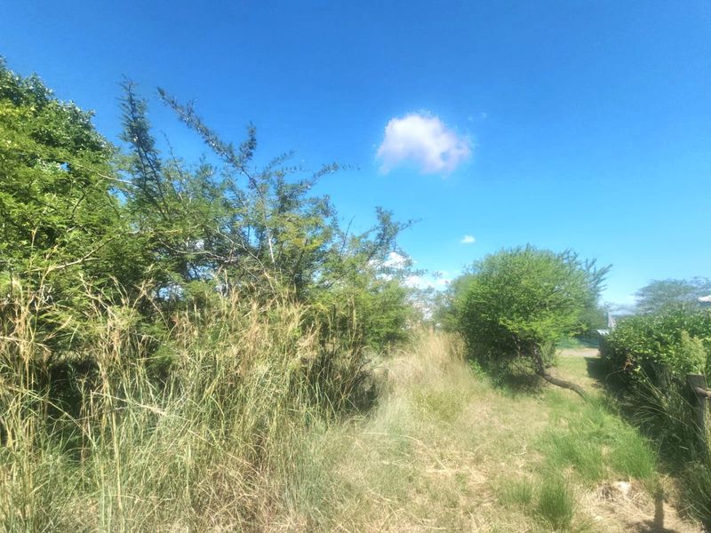 A view of the vacant residential land featuring natural vegetation and established shrubs under a clear blue sky.