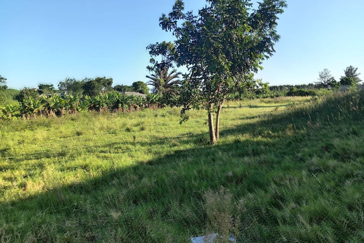 A view of a vacant residential plot featuring established trees and natural grass coverage.
