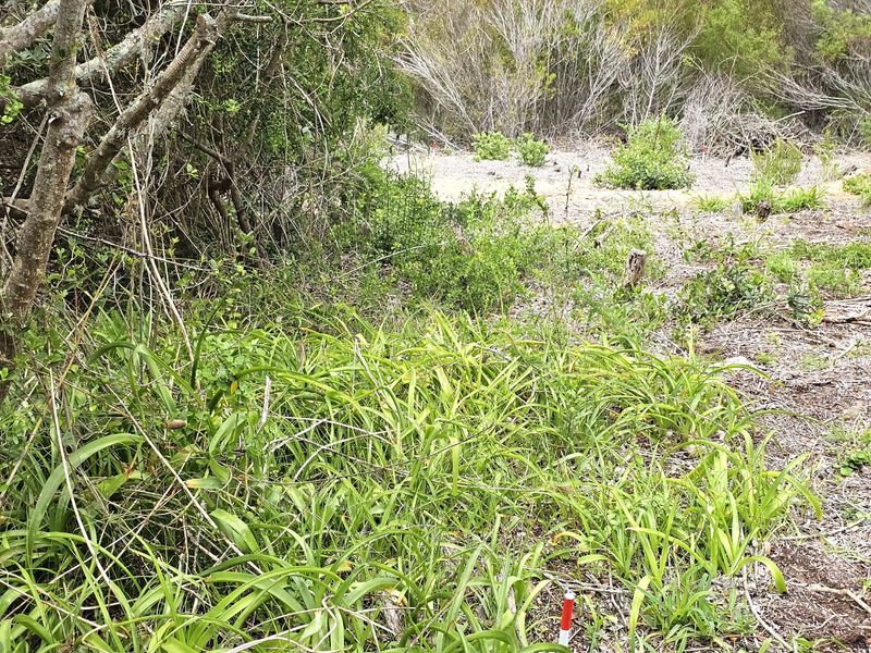 PEACE FOR THE SOUL - PRIME VACANT STAND IN GREAT BRAK RIVER - Photo 6