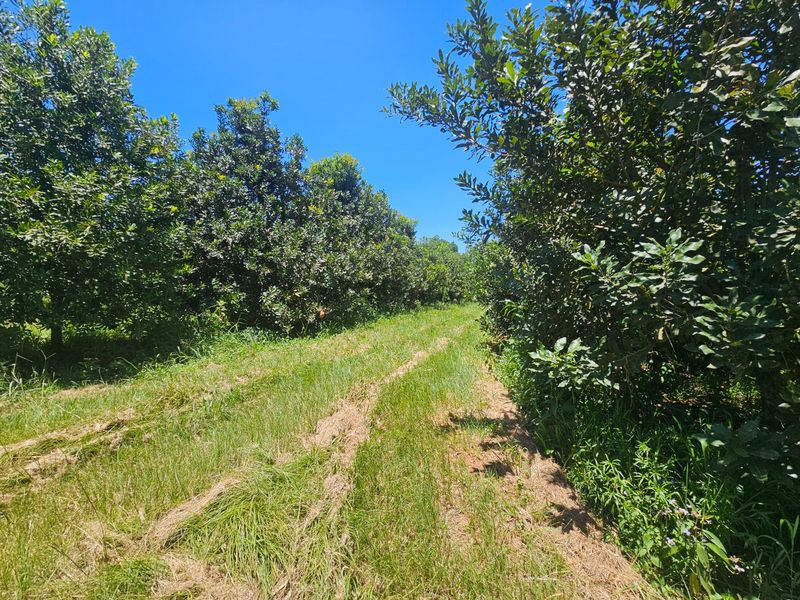 Mac Farm, Accomodation Opportunities with Multi Dwelling Houses - Photo 9