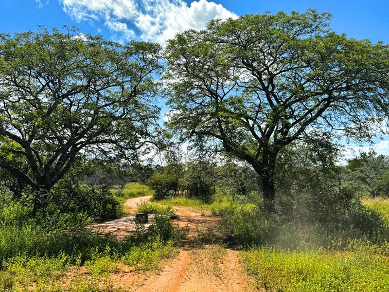 860 Hectares game farm with perfect location, safe and secure - Photo 9