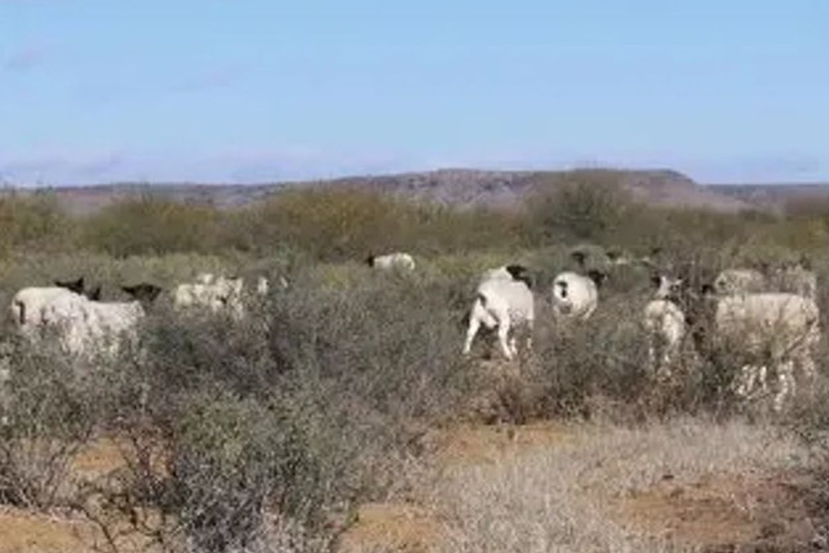 Farm nestled approximately 750 km northeast of Cape Town. - Photo 5