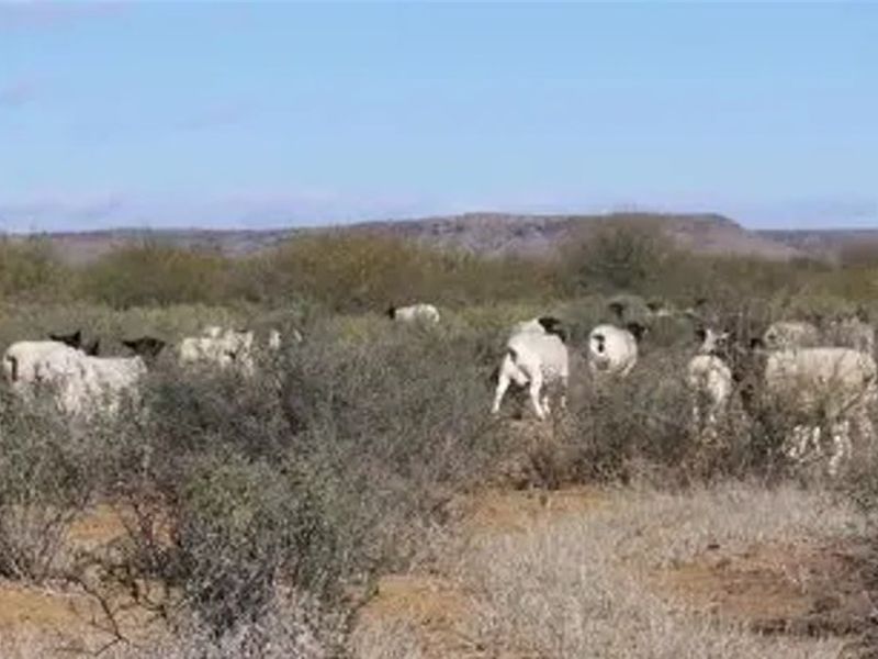 Farm nestled approximately 750 km northeast of Cape Town. - Photo 5