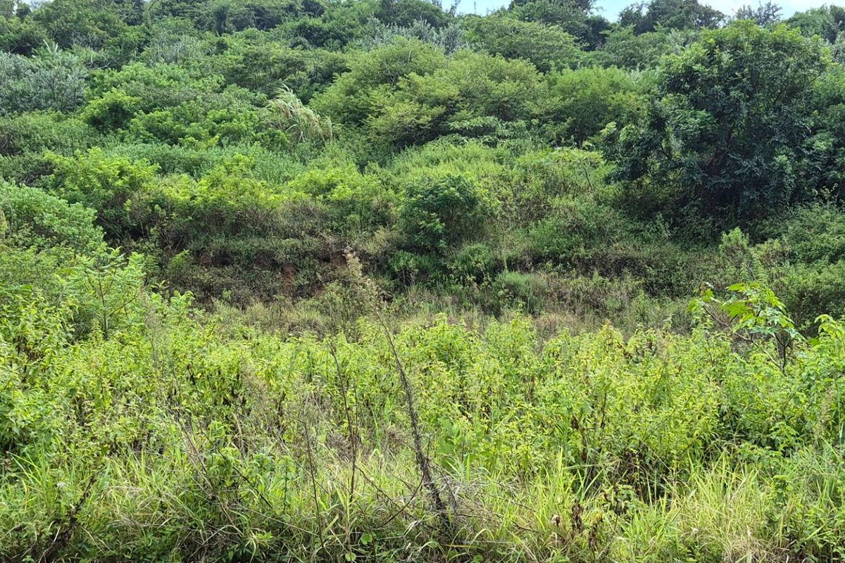 Prime Land for Sale in Desainagar  - Photo 4