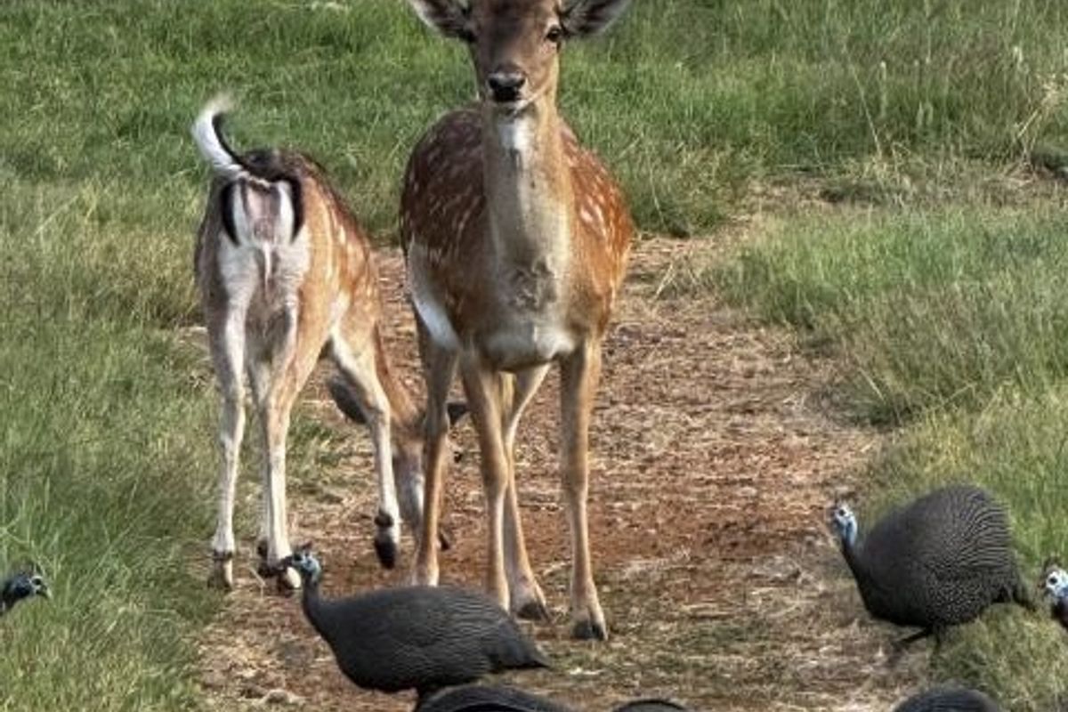 10000 m2 vacant stand for sale in President Ranch Eco Estate  - Photo 5