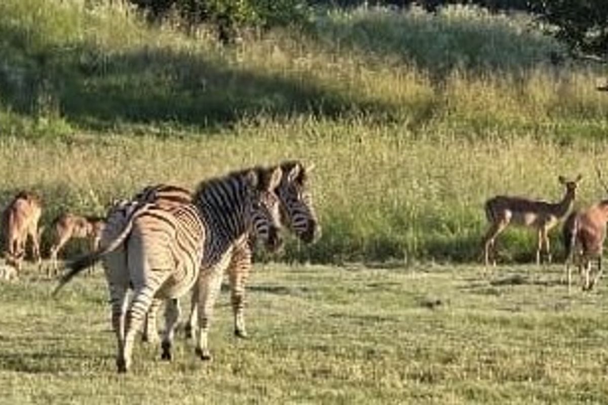 A scenic view of the vacant residential land featuring natural grassland and local wildlife, highlighting the property's peaceful and natural environment.