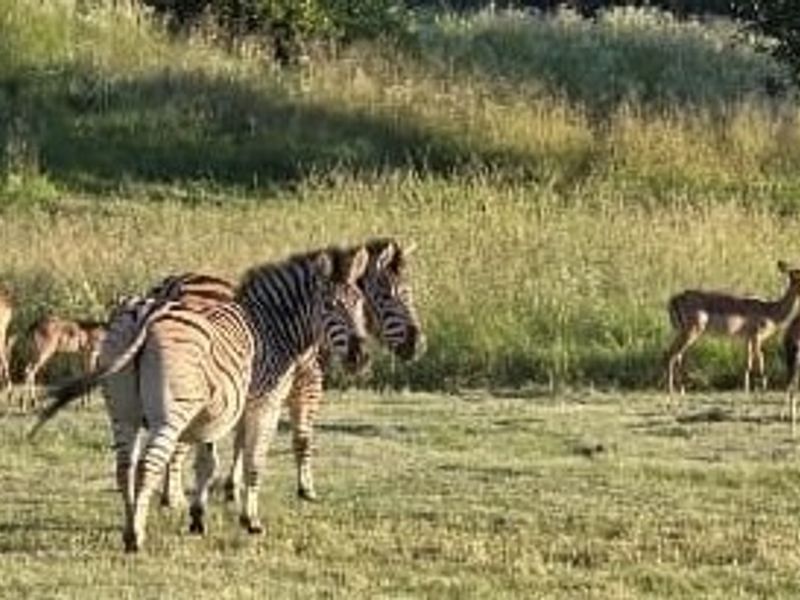 A scenic view of the vacant residential land featuring natural grassland and local wildlife, highlighting the property's peaceful and natural environment.