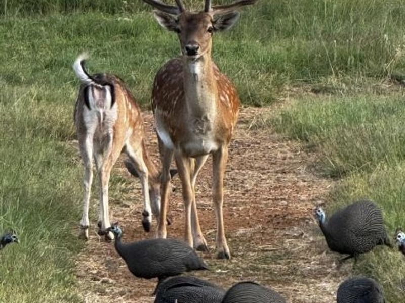 A view of the natural landscape on the vacant residential property featuring local wildlife.