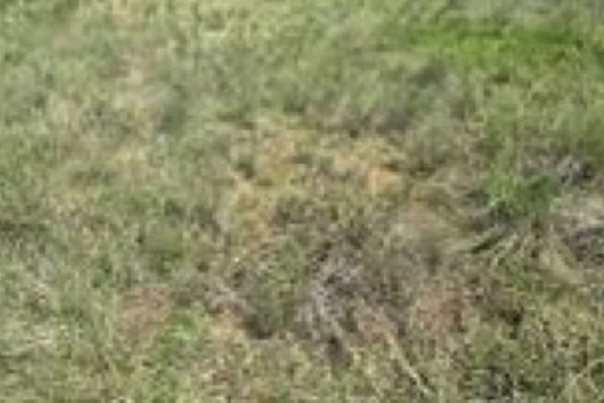 A view of the vacant residential land covered in natural grass and vegetation.