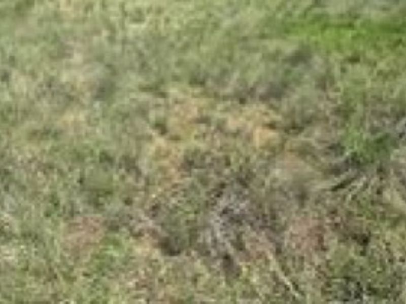 A view of the vacant residential land covered in natural grass and vegetation.