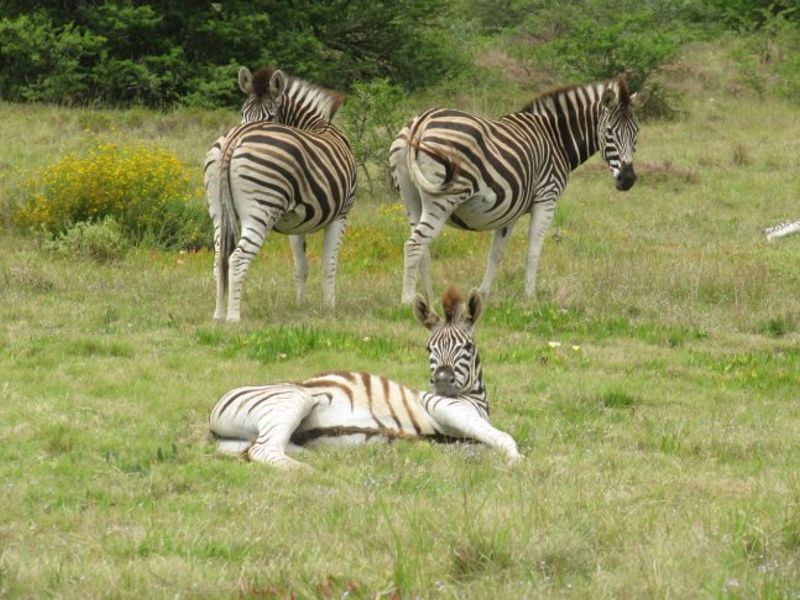 Plot and Plan Opportunity in Outeniquasbosch Wildlife Estate, Hartenbos - Photo 10