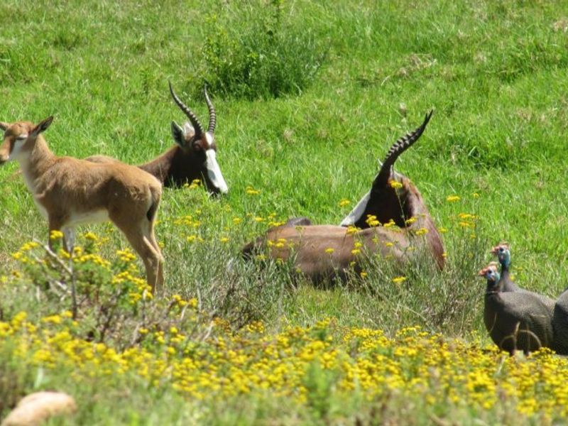 Plot and Plan Opportunity in Outeniquasbosch Wildlife Estate, Hartenbos - Photo 8