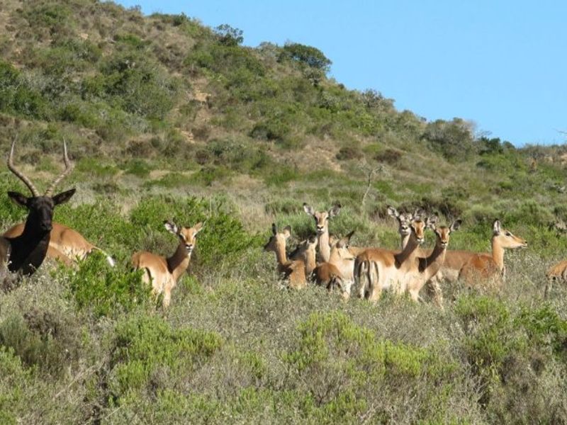 Plot and Plan Opportunity in Outeniquasbosch Wildlife Estate, Hartenbos - Photo 9