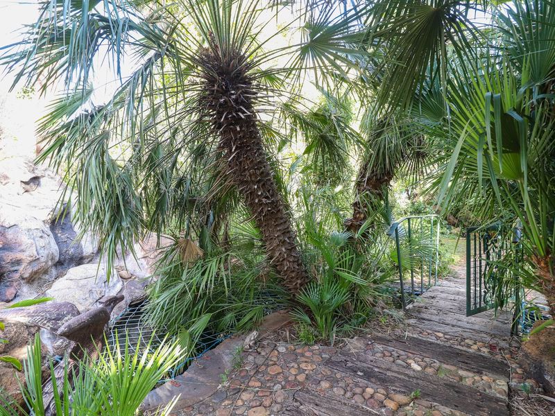A lush garden area featuring a stone pathway, mature palm trees, and a metal gate leading into a landscaped outdoor space with rock features.