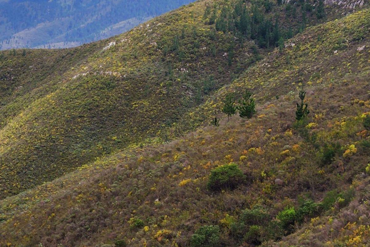 Stunning mountain and valley farm near De Vlugt  - Photo 5