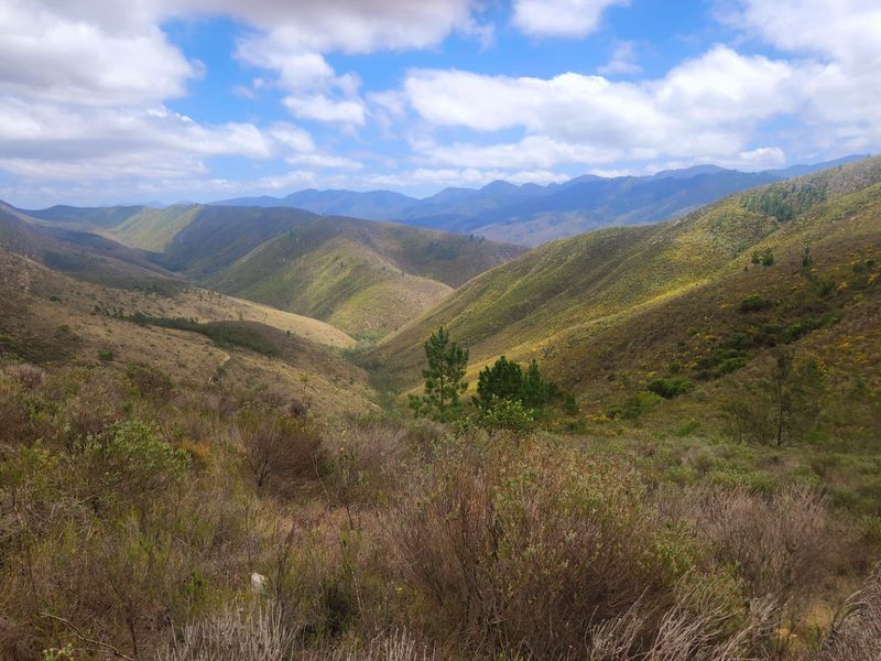 Stunning mountain and valley Garden Route Farm between Plettenberg Bay, Knysna and the Klein Karoo - Photo 1
