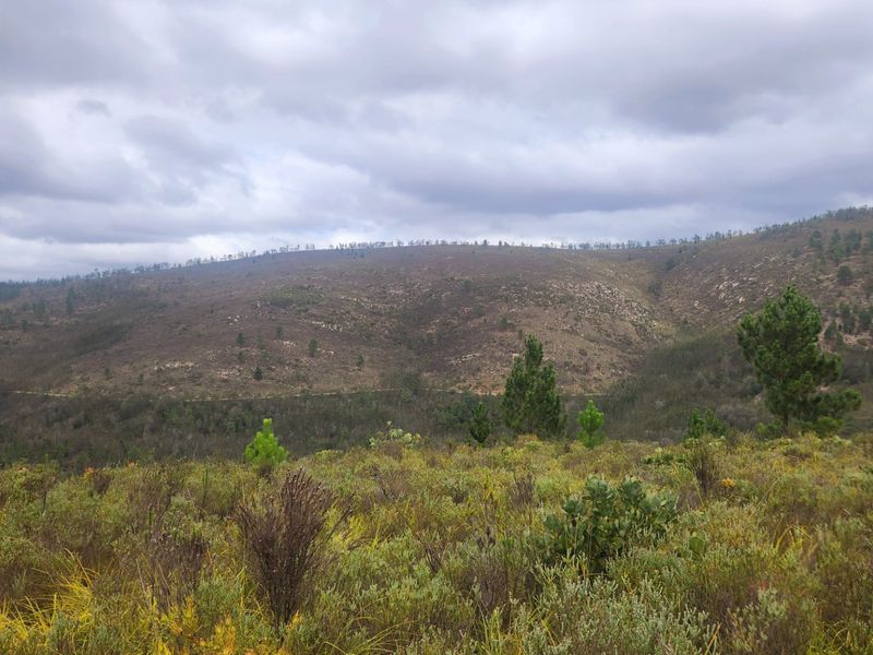 Stunning mountain and valley Garden Route Farm between Plettenberg Bay, Knysna and the Klein Karoo - Photo 10