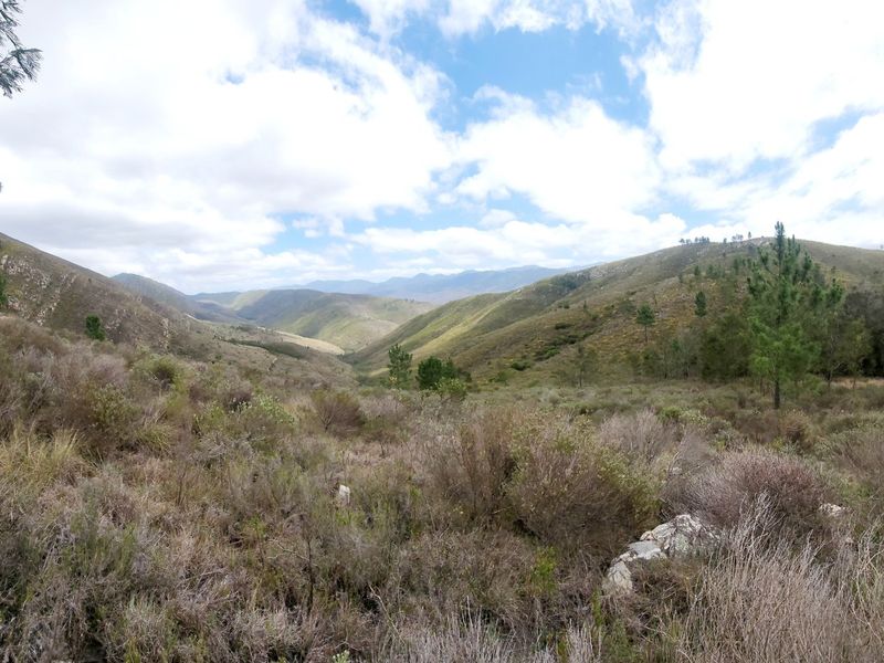 Stunning mountain and valley Garden Route Farm between Plettenberg Bay, Knysna and the Klein Karoo - Photo 6