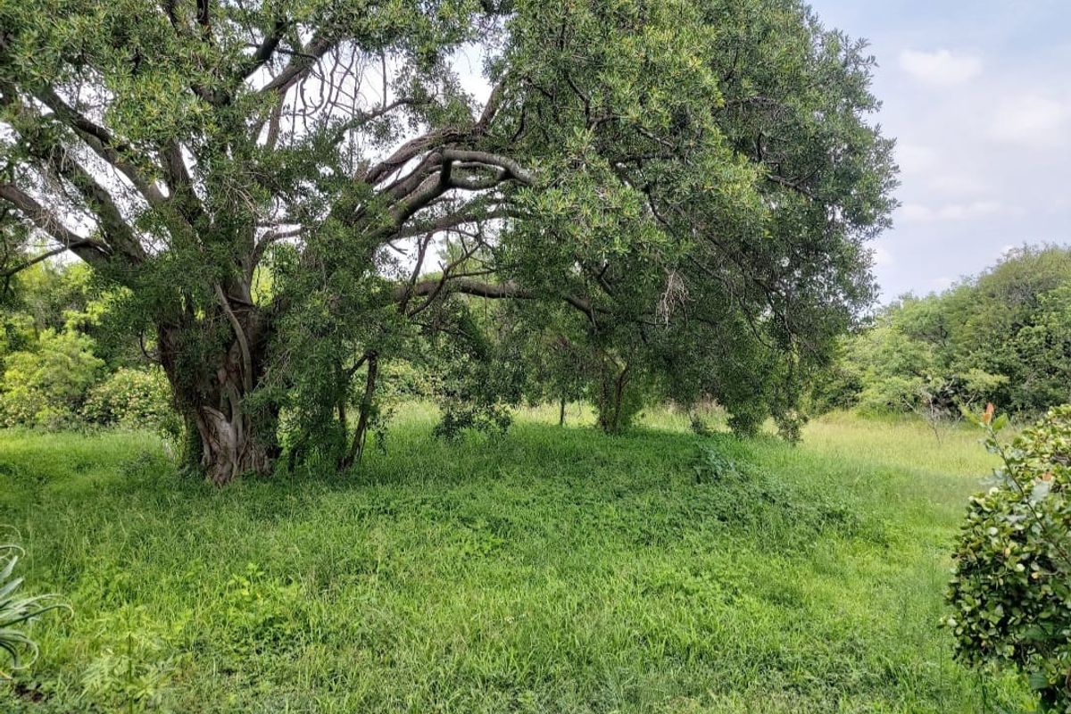A view of the natural garden area featuring mature trees and established grassland on the farm property.