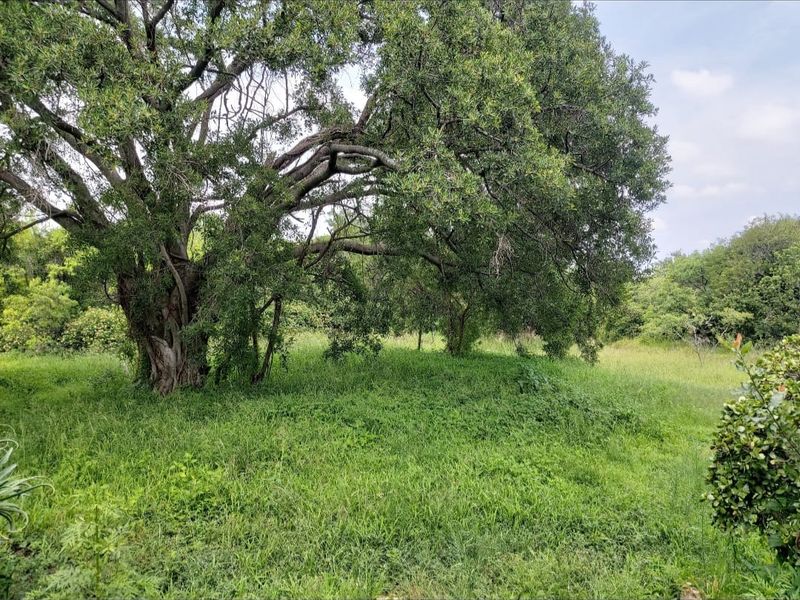 A view of the natural garden area featuring mature trees and established grassland on the farm property.