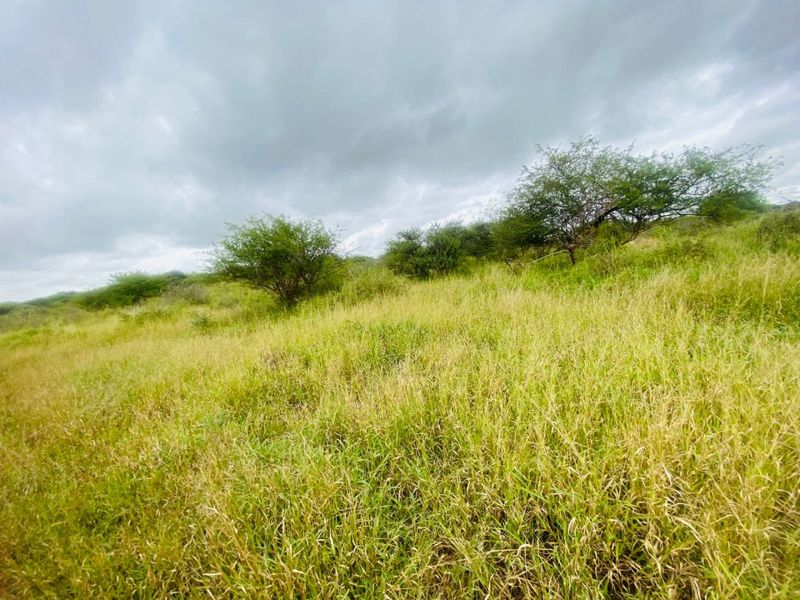 An expansive, undeveloped grassy field with scattered indigenous trees and shrubs, typical of open farm land.