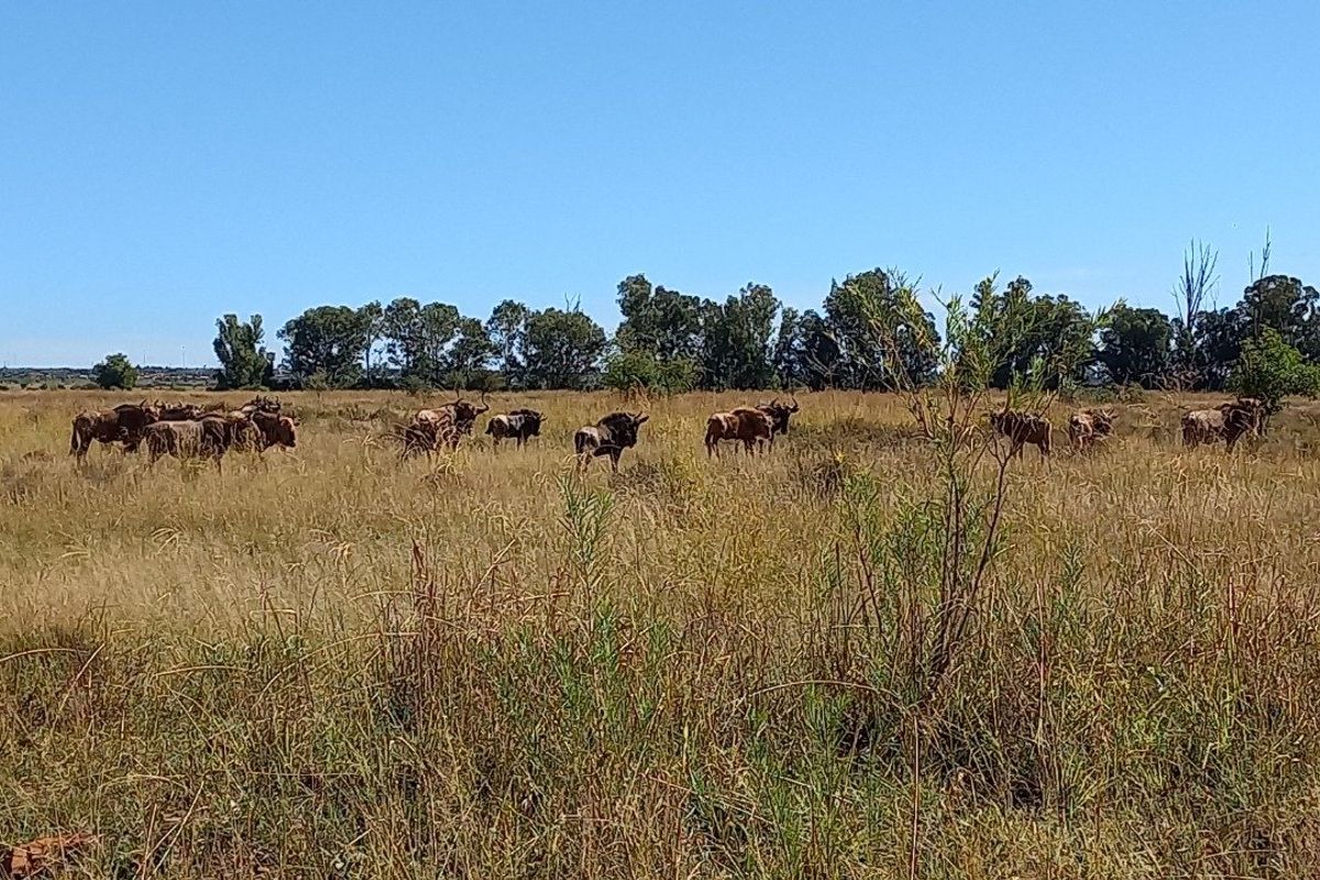 Vacant Land / Plot for Sale in Orkney - Photo 2