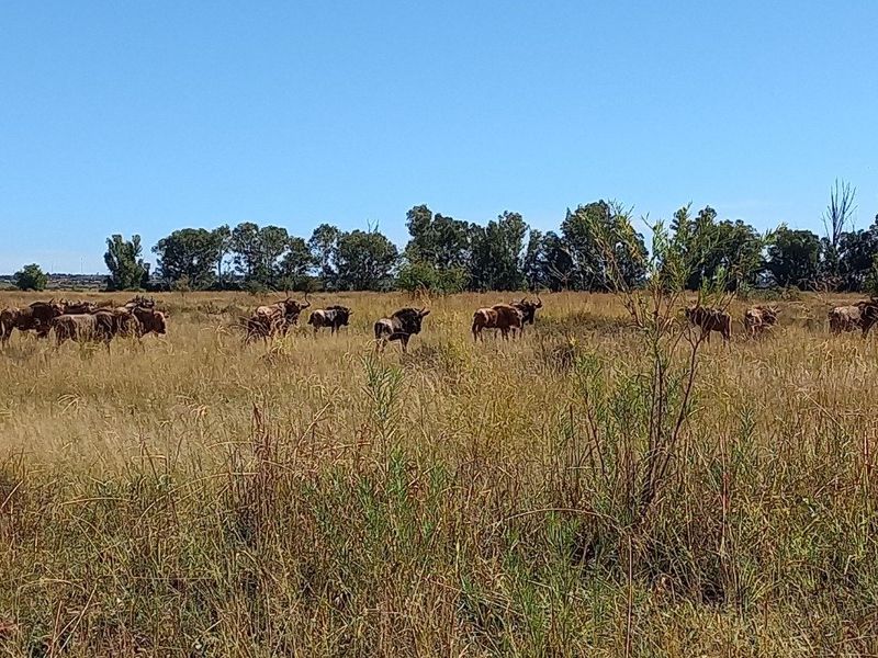 Vacant Land / Plot for Sale in Orkney - Photo 2